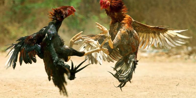 Đá Gà Cựa Sắt: Trải Nghiệm Thú Vị Đa Dạng Kèo Cược - 789b.mobi