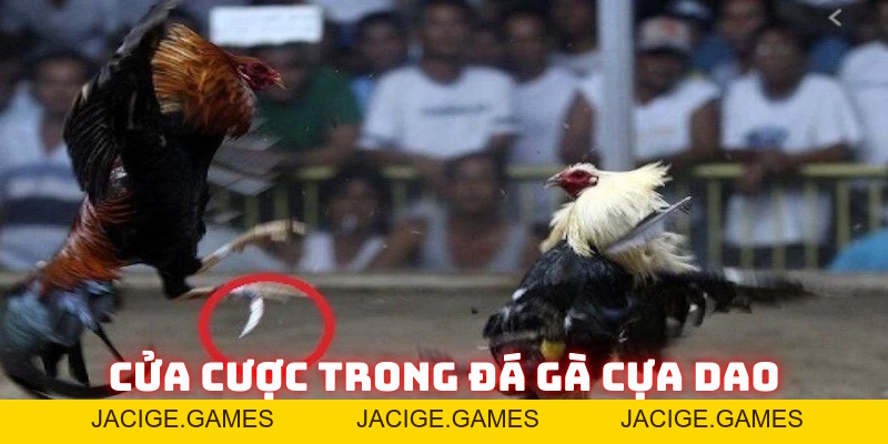 Đá gà cựa dao 789Bet: Đỉnh cao đối kháng nhà cái năm 2026 - 789b.mobi