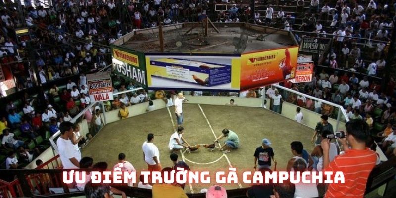 Trường Gà Campuchia Uy Tín, Hấp Dẫn Tại Xứ Sở Chùa Tháp 2026 - 789b.mobi