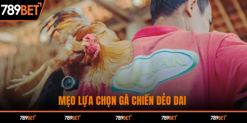 Đá Gà Thomo - Bí Mật Hấp Dẫn Khiến Cược Thủ Say Mê
