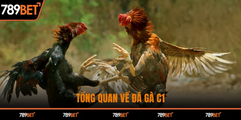 Đá Gà C1 Kịch Tính - Chiến Thắng Hấp Dẫn Chỉ Có Tại 789BET